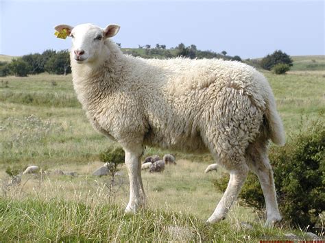 羊的特徵